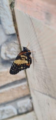 Chlosyne lacinia saundersi