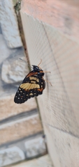 Chlosyne lacinia saundersi