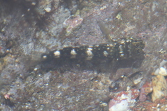 Mauligobius maderensis