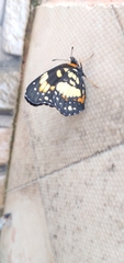 Chlosyne lacinia saundersi