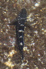 Mauligobius maderensis