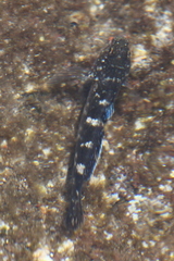 Mauligobius maderensis