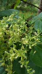 Heliocarpus