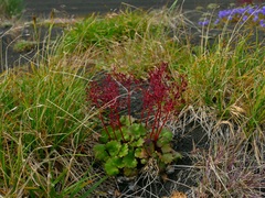 Micranthes purpurascens