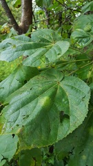 Heliocarpus