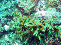 Parazoanthus swiftii