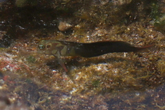 Ophioblennius atlanticus