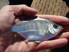 Hyperprosopon argenteum