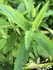 Aloysia citrodora