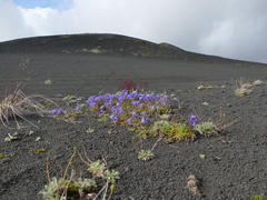 Micranthes purpurascens