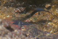 Ophioblennius atlanticus