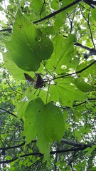 Heliocarpus