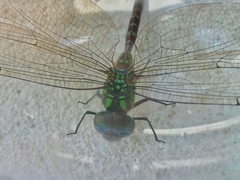 Triacanthagyna caribbea