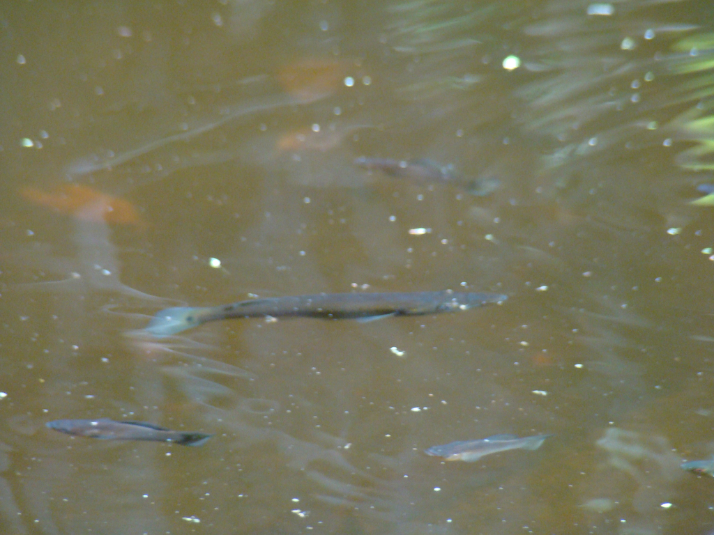 Pike Topminnow in December 2008 by Joey Mugleston · iNaturalist