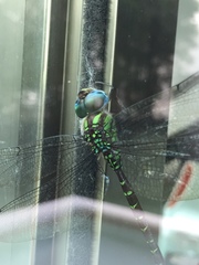 Triacanthagyna caribbea