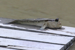 Periophthalmodon schlosseri