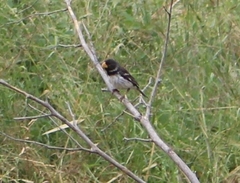 Sporophila peruviana