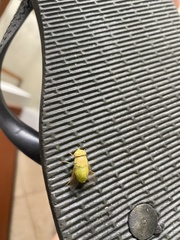 Chlorotabanus crepuscularis