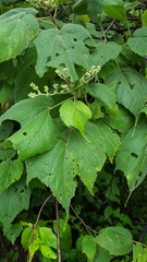 Heliocarpus