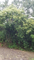 Heliocarpus