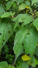 Heliocarpus