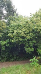 Heliocarpus