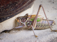 Gampsocleis gratiosa