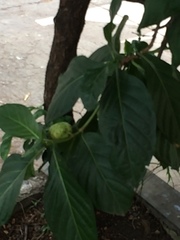 Morinda citrifolia