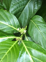 Morinda citrifolia