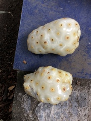 Morinda citrifolia
