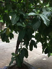 Morinda citrifolia