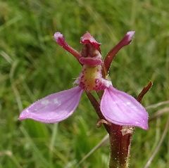 Eriochilus magenteus