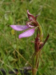 Eriochilus magenteus