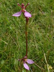 Eriochilus magenteus