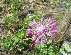 Centaurea polyacantha