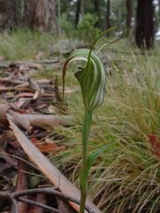 Pterostylis decurva