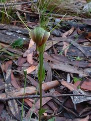 Pterostylis decurva