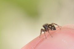 Heliophanus apiatus