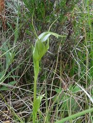 Pterostylis falcata
