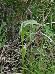 Pterostylis falcata