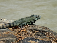 Iguana iguana
