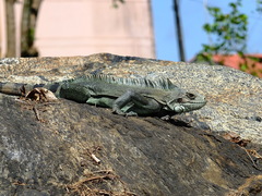 Iguana iguana