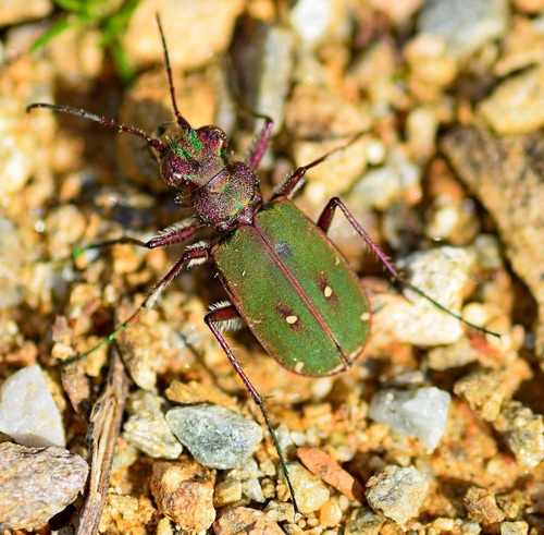 Green tiger beetle