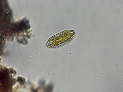 Surirella