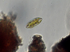 Surirella