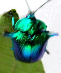 Omocerus bicornis