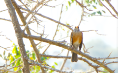 Turdus rufopalliatus