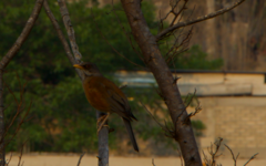 Turdus rufopalliatus
