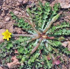 Hyoseris scabra
