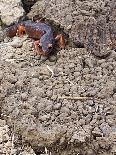 iNaturalist observation photo of Yellow-eyed Ensatina